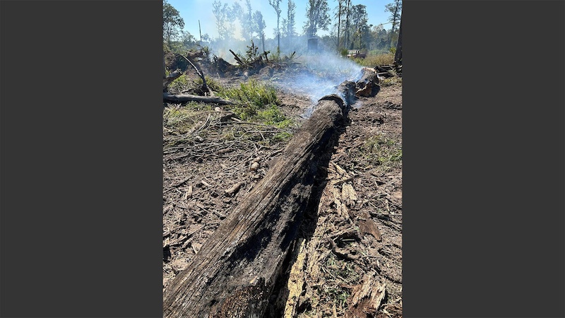 Lightning Strike Sparks Tree Fire in Banks