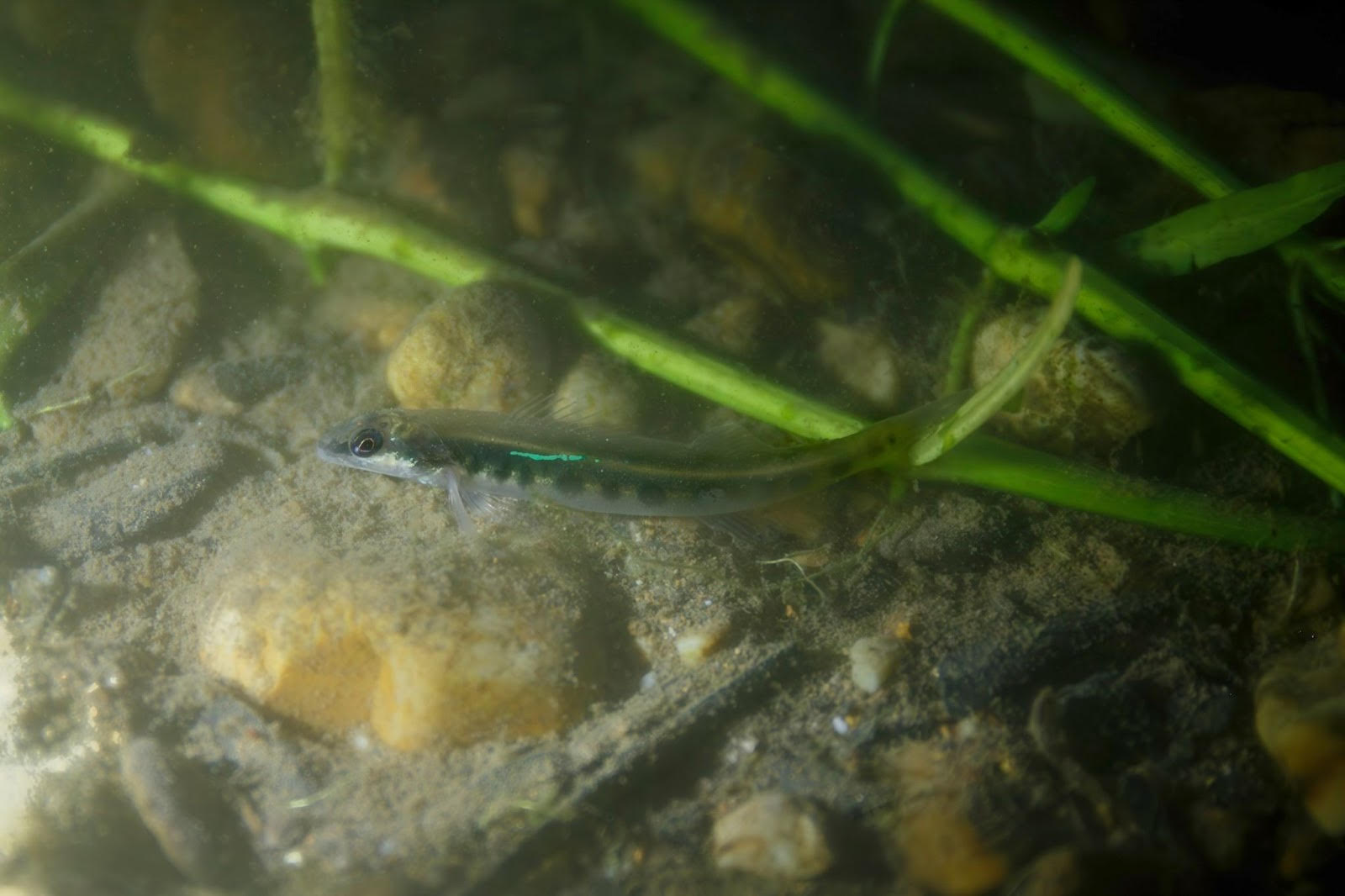 Partnership brings threatened species back to Cossatot River