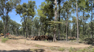 A herd of cattle in the middle of a forest.