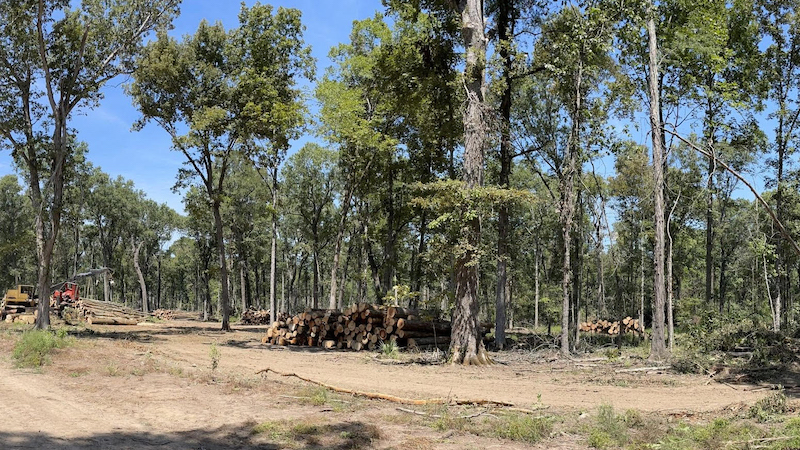 Forest stand improvement at Bayou Meto may see increased visibility