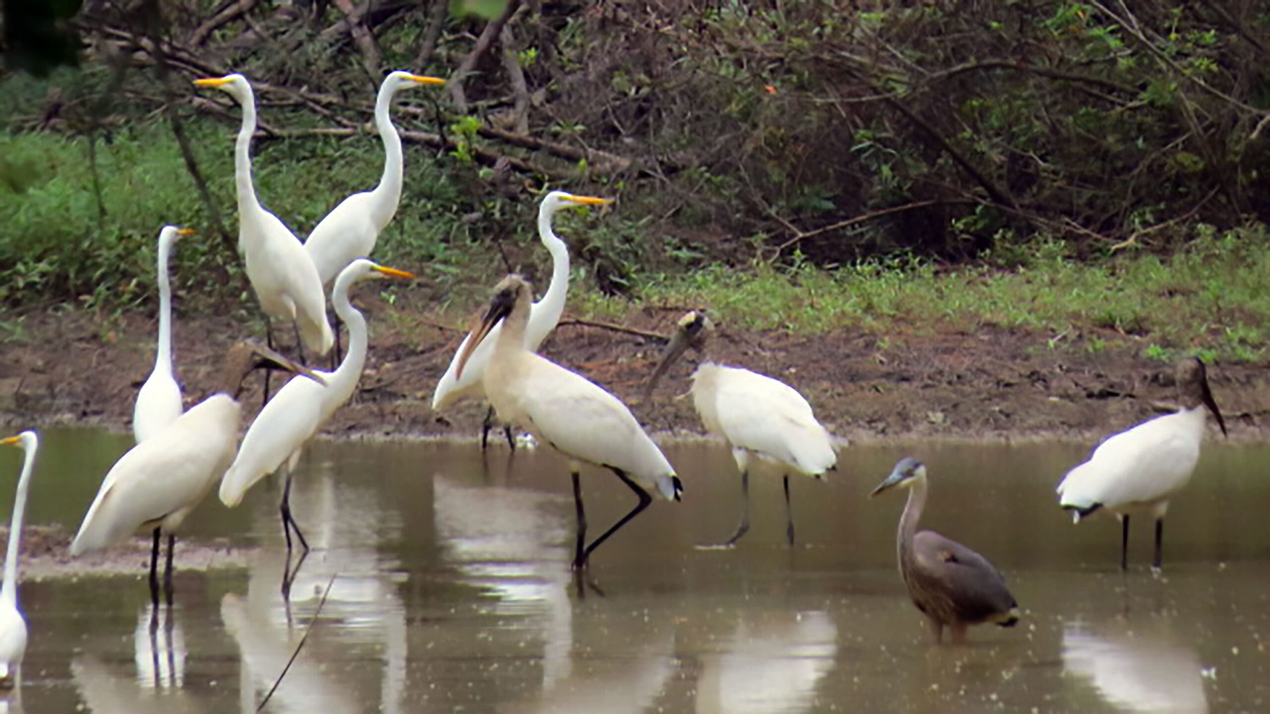 Wading Birds Flock to Moro Bay State Park