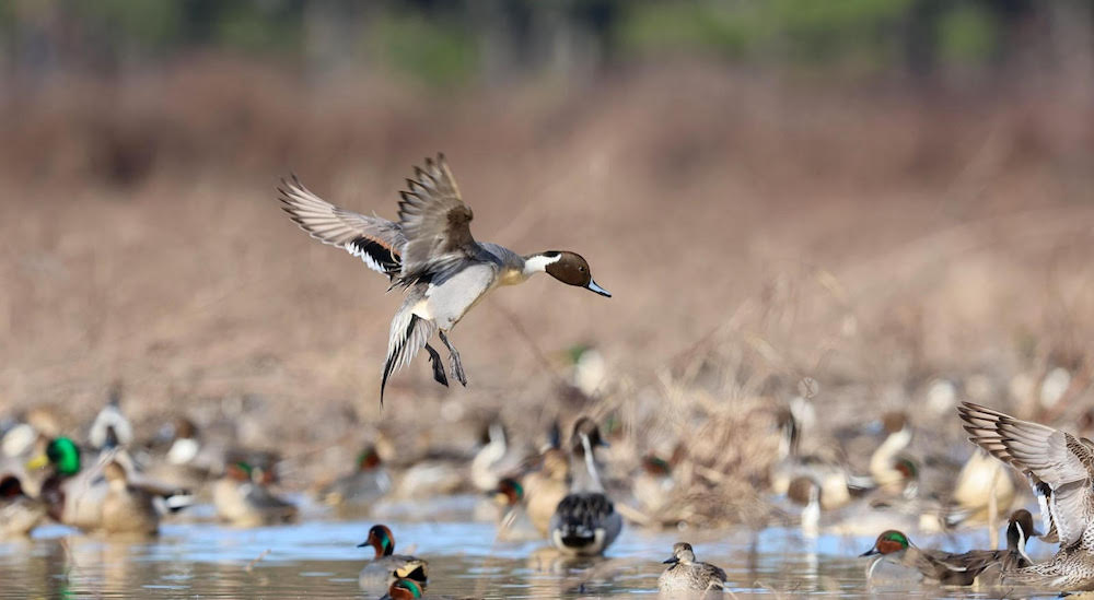 New program adds 12,000 acres of Arkansas wetlands for waterfowl