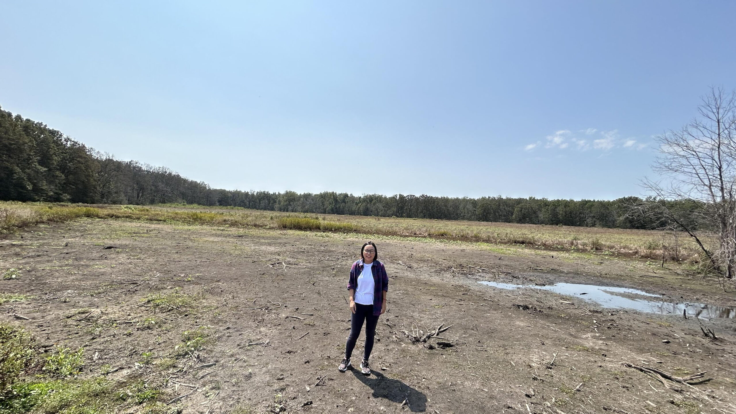 Red oaks take root in restoration of bottomland hardwood forests