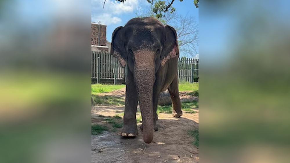 Little Rock Zoo Announces Passing of Sophie the Elephant