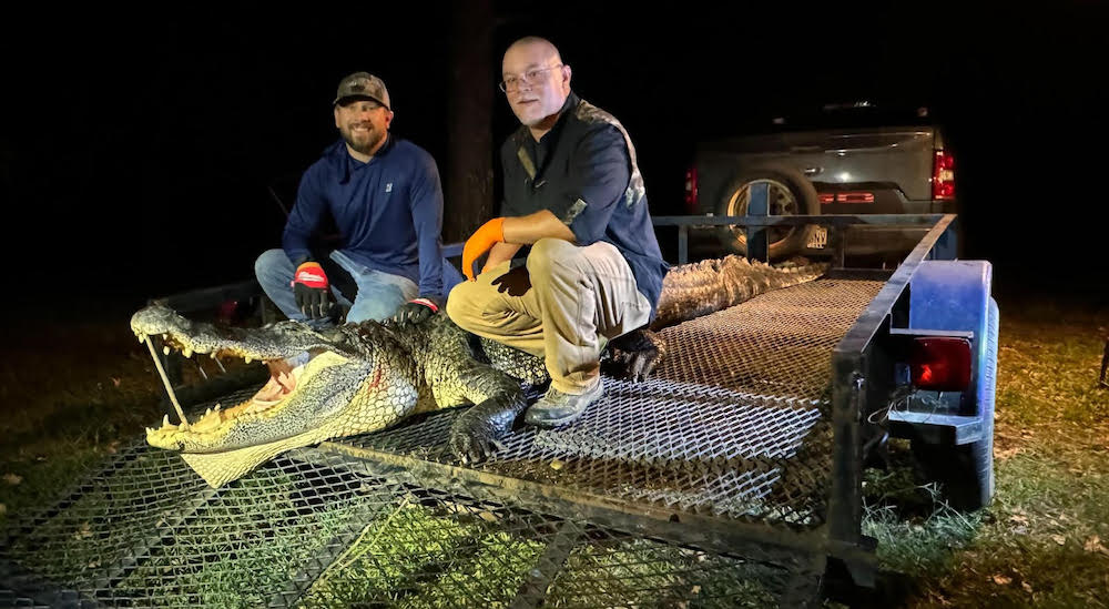 Hunters haul 181 alligators in 18th annual hunting season