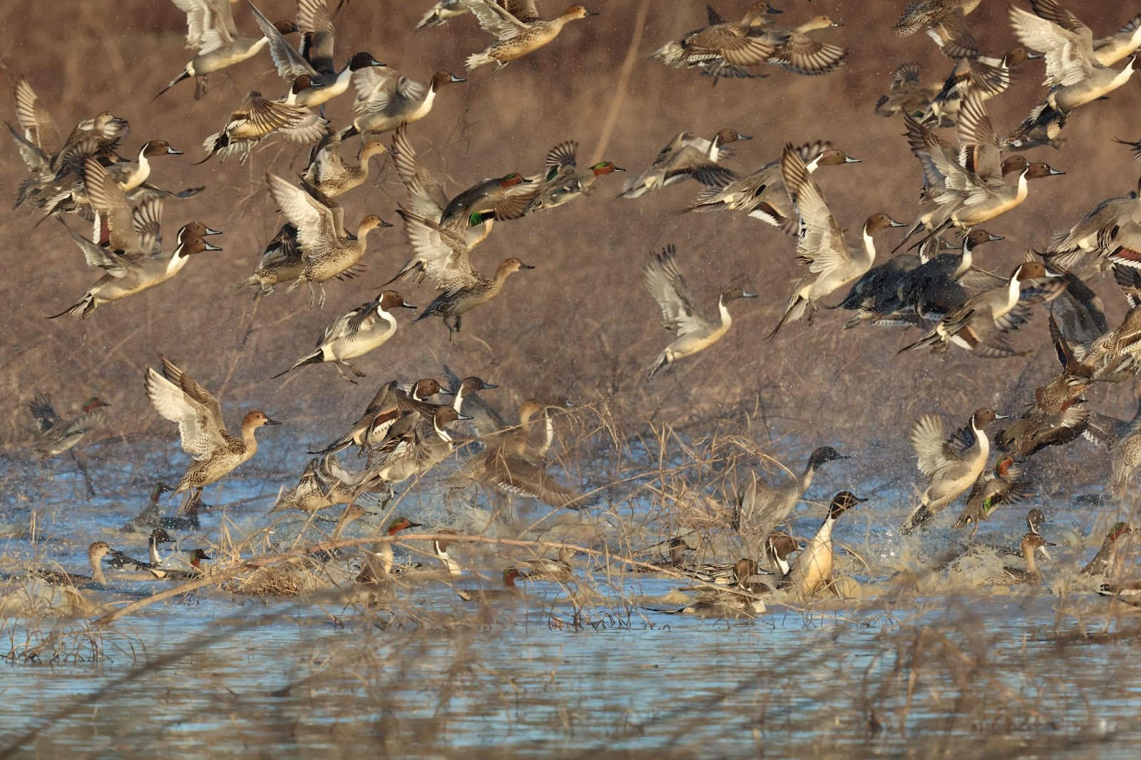 Coming or Going? Fall Flights Reach Beyond Waterfowl