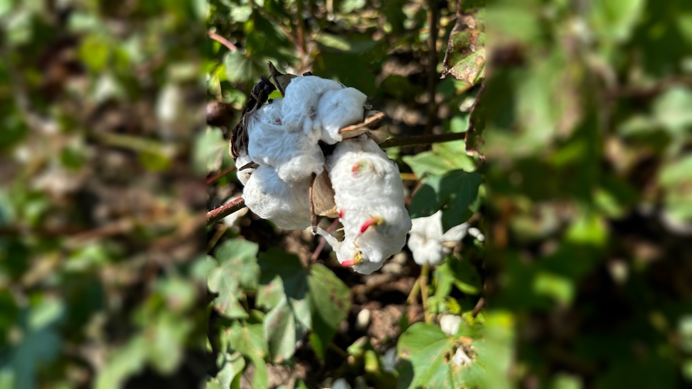 In the aftermath of hurricanes, Arkansas peanuts thrive, cotton struggles