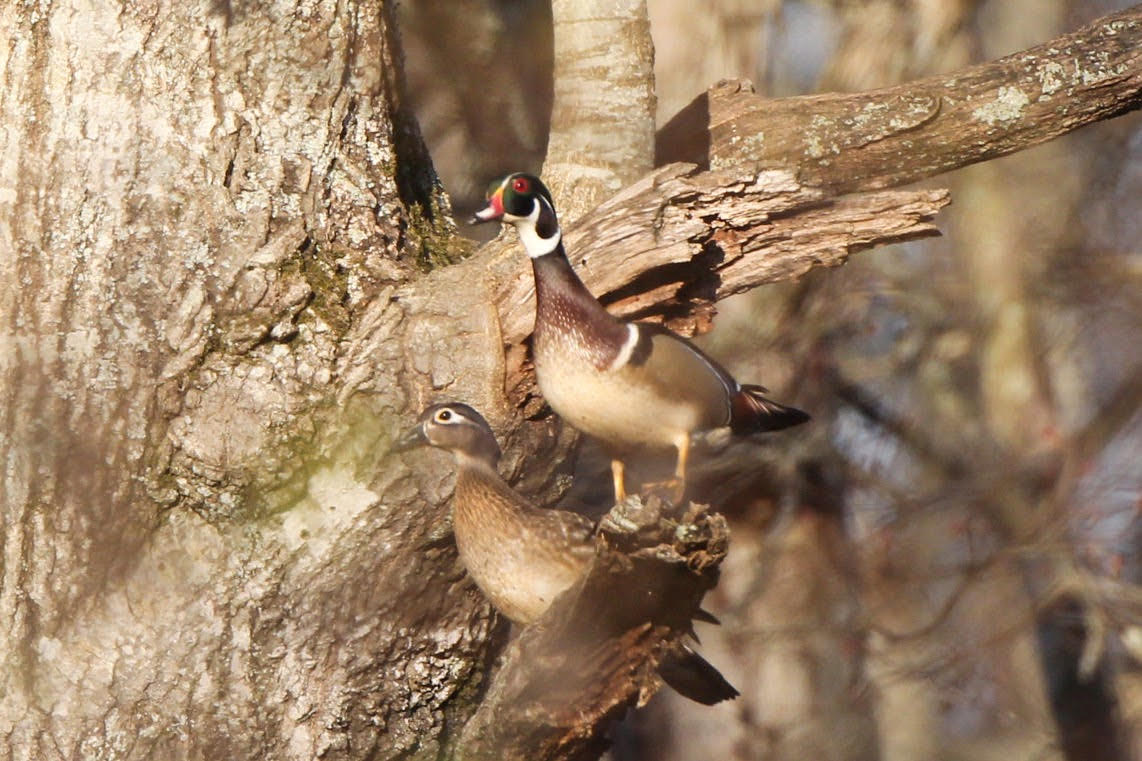 Download your copy of the 2024-25 Arkansas Waterfowl Hunting Guidebook