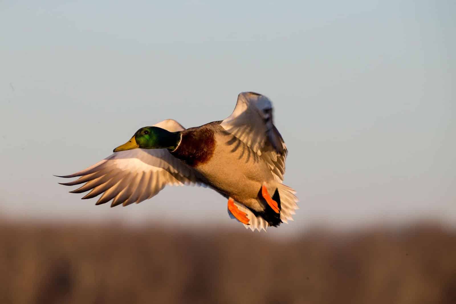 Breeding ground surveys for mallards show 8 percent jump