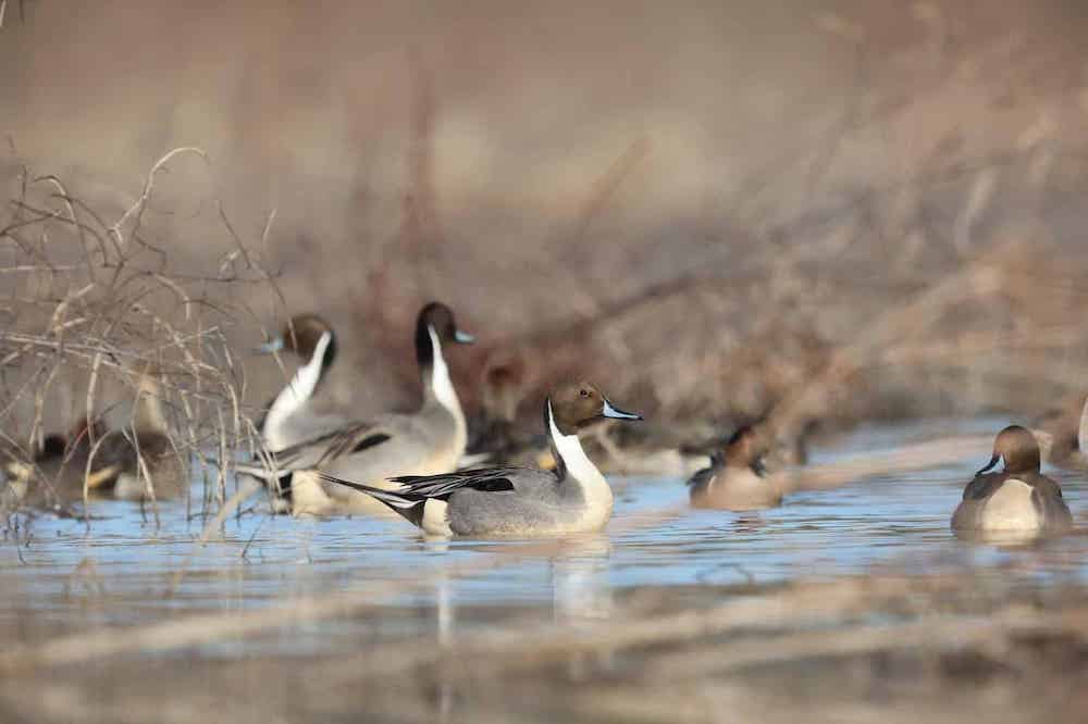 Permit-based waterfowl hunt drawings available at AGFC.com