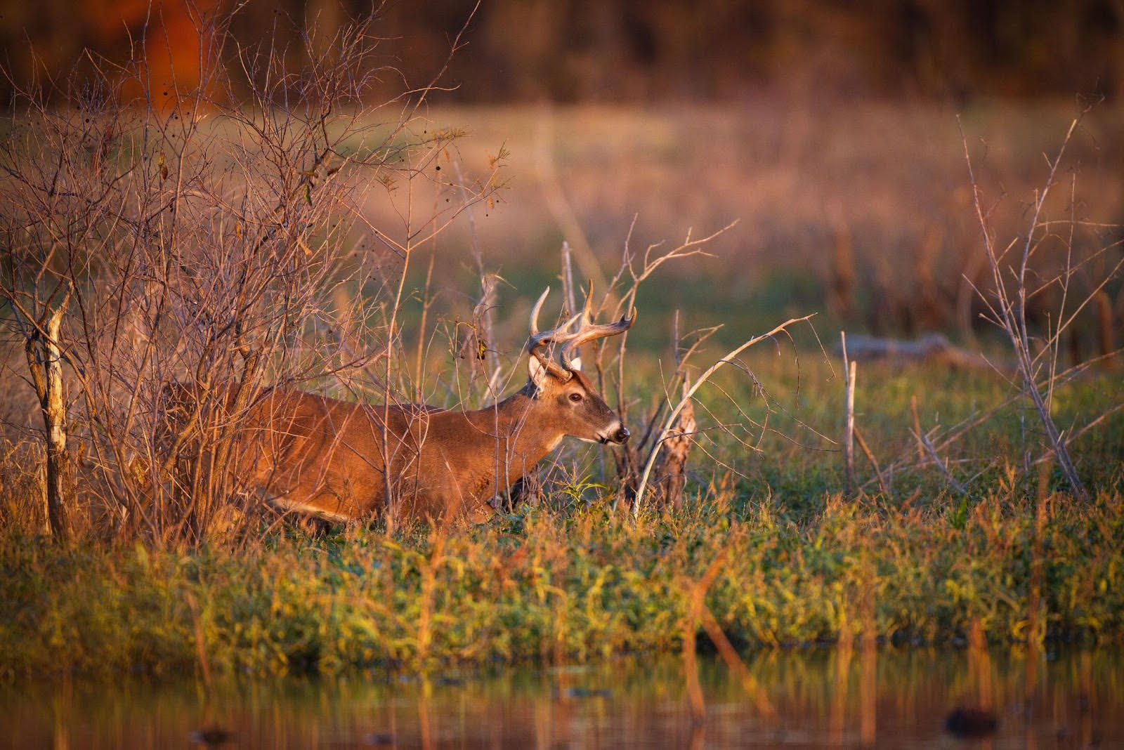 Rising water threatens to close deer hunting in portions of east Arkansas