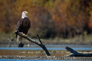 A bald eagle sitting on top of a tree branch.