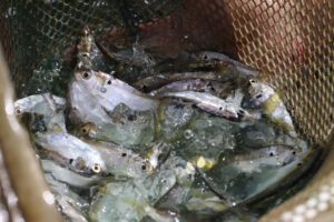 A close up of some fish in a basket