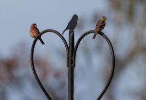 Three birds sitting on top of a heart shaped pole.