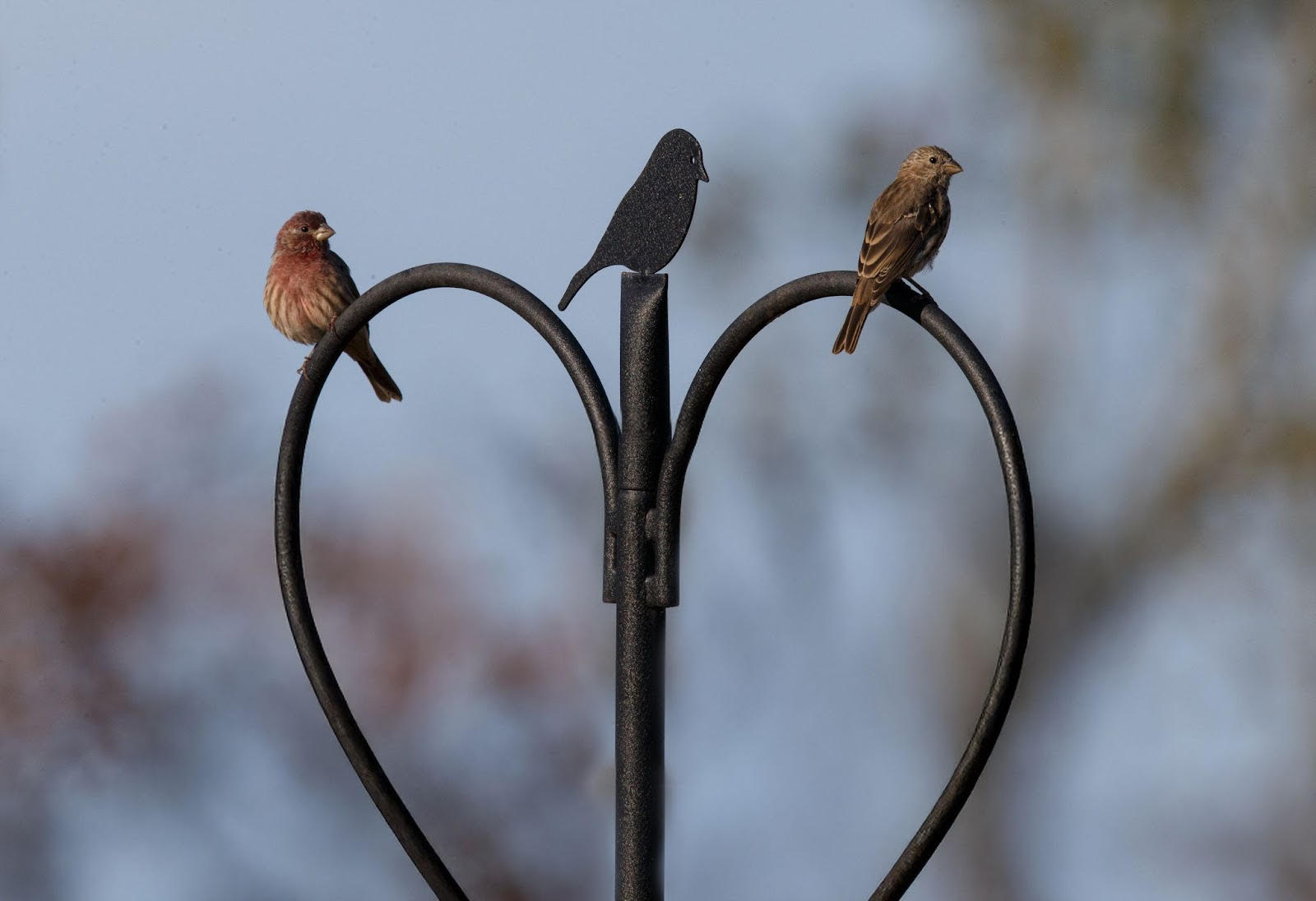 Lovebirds? The Great Backyard Bird Count begins Valentine’s Day