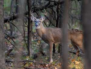 A deer standing in the middle of a forest.