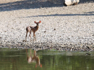 A deer standing in the water near some rocks.