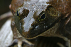 A close up of the face and head of a frog.