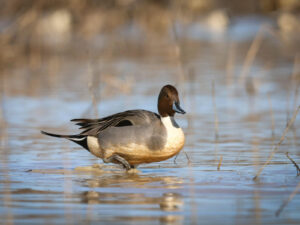 A duck is standing in the water.