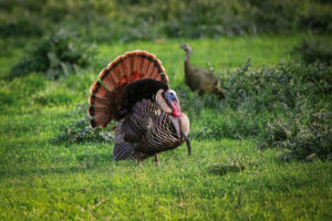 A turkey standing in the grass with its head turned to the side.