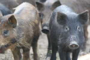 A group of wild hogs standing together in the dirt.