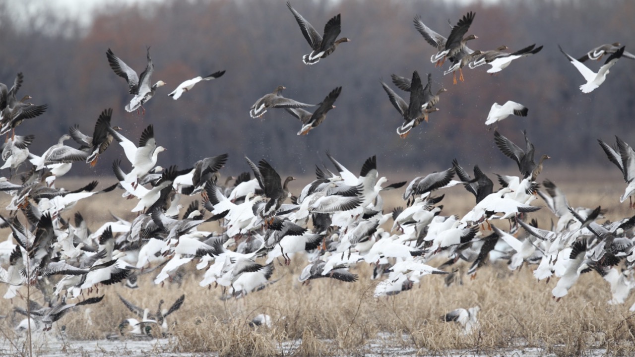 January Duck Numbers Likely Low