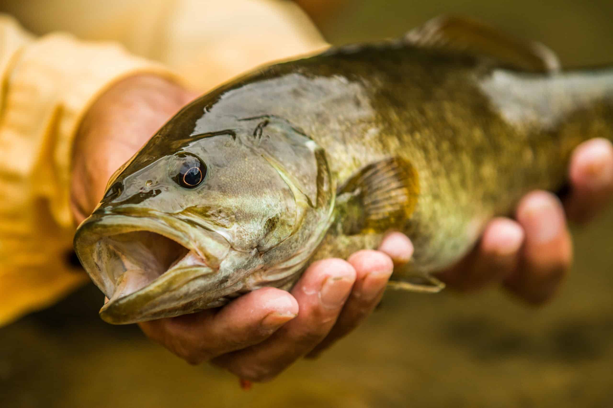 AGFC Adds Eight to List of State’s Smallmouth Bass Blue Ribbon Streams