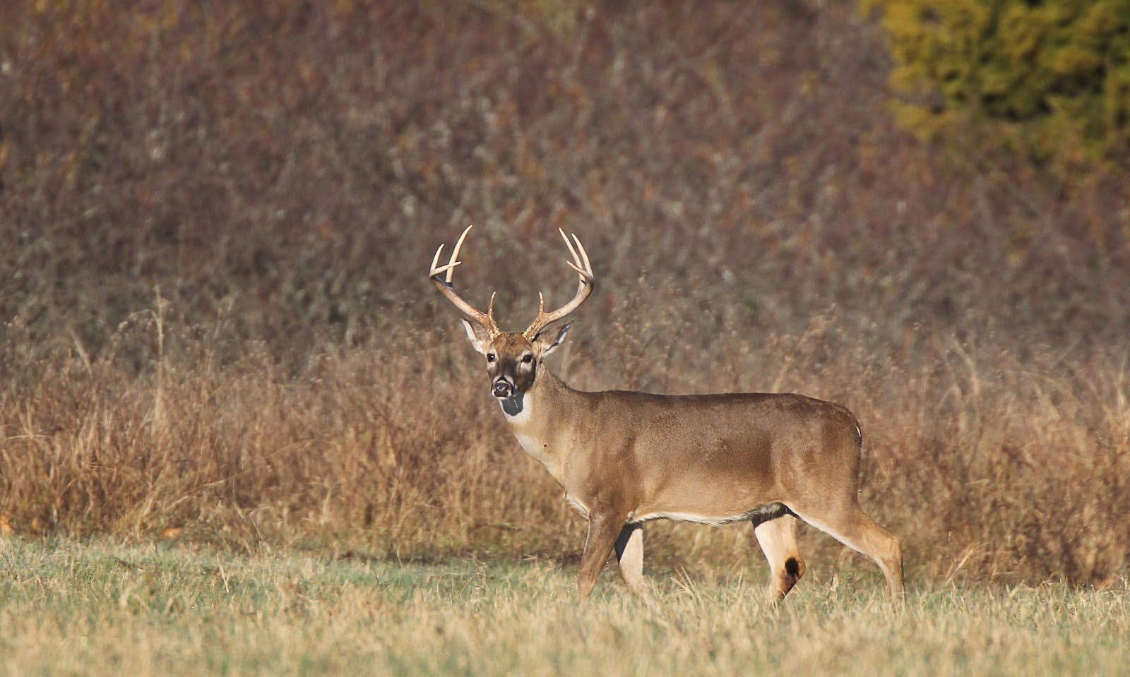 Open Houses Offer Help Leading into 2026-27 Deer Season