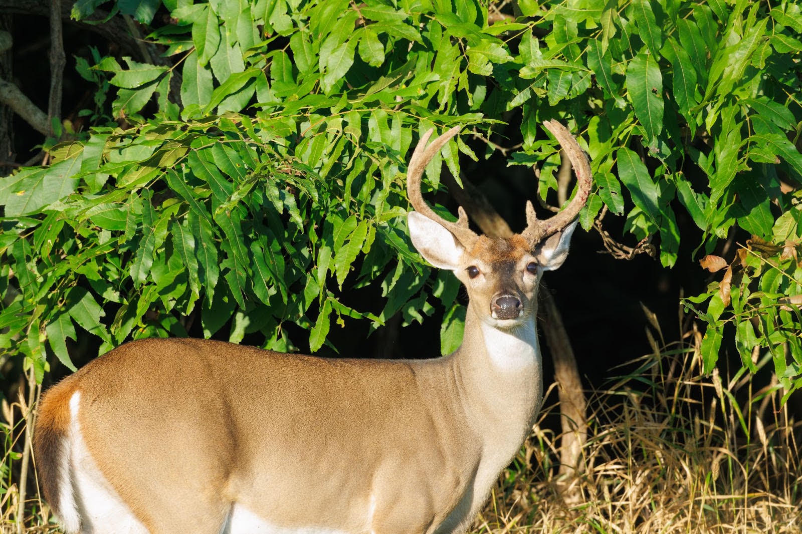 Early buck-only hunt offers head start to deer season