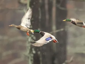 Duck Numbers Similar to 2025, Waiting on Rain at Home