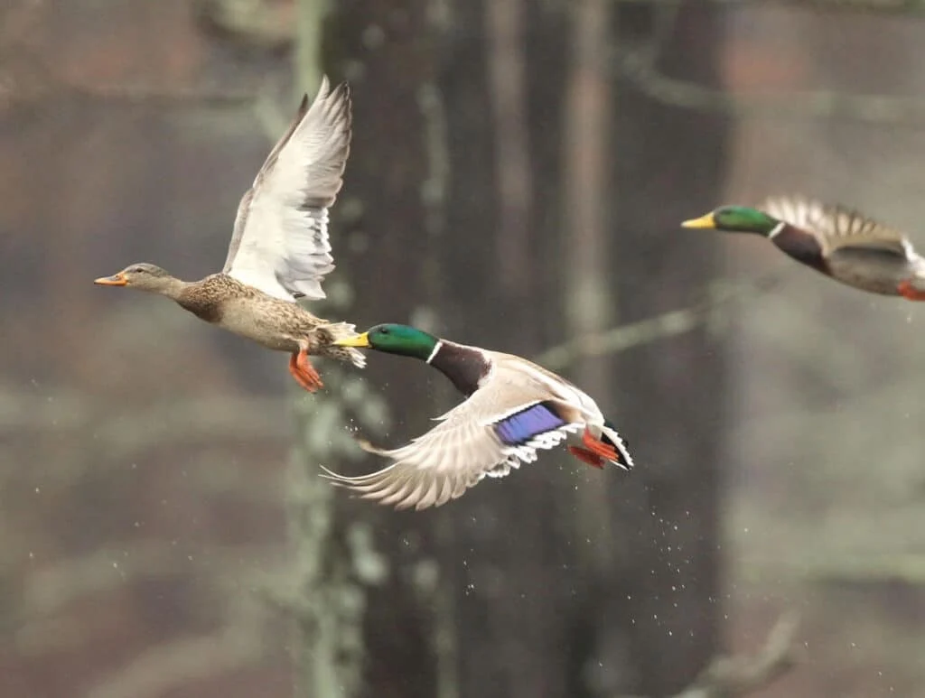 Duck Numbers Similar to 2025, Waiting on Rain at Home