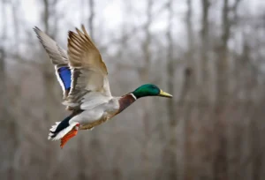 Duck Season Error in Two AGFC Publications