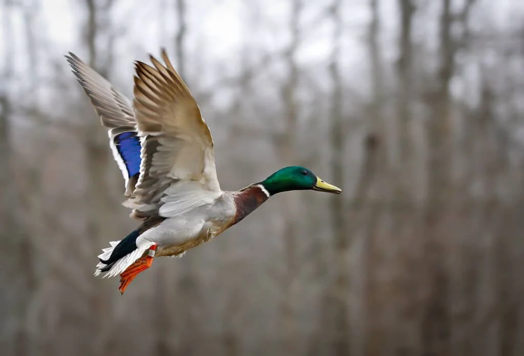 Duck Season Error in Two AGFC Publications
